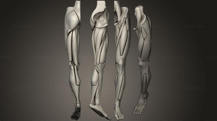 Anatomy of skeletons and skulls (Human Leg, ANTM_0703) 3D models for cnc